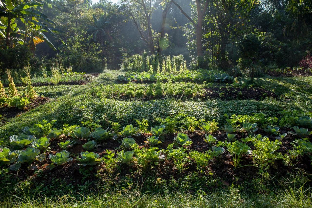 Khaokhoherbary Organicfarm&Resort Кхао-Кхо Екстер'єр фото