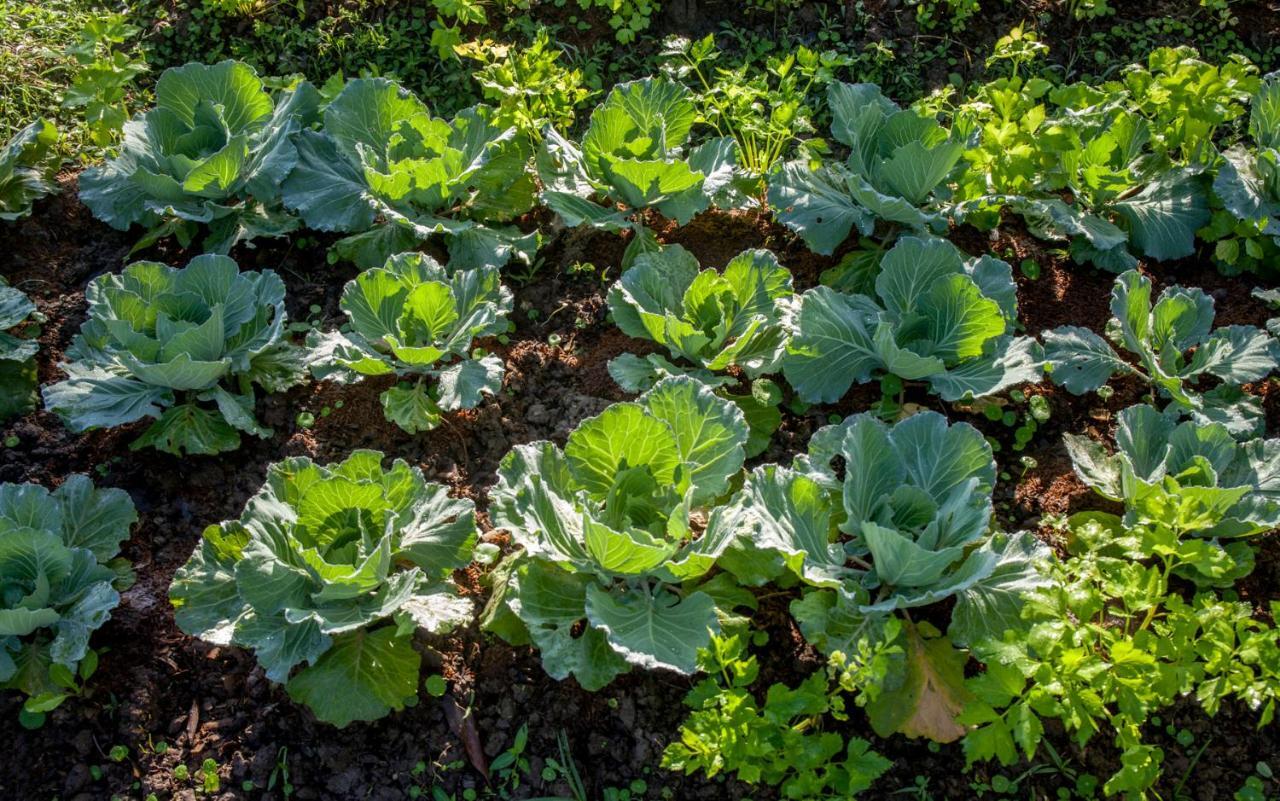 Khaokhoherbary Organicfarm&Resort Кхао-Кхо Екстер'єр фото